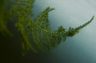 Asparagus