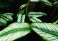 Calathea