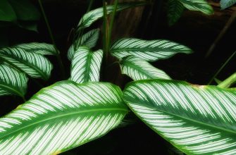 Calathea