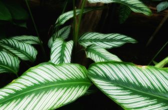 Calathea