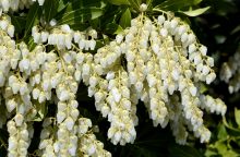 Pieris japonská