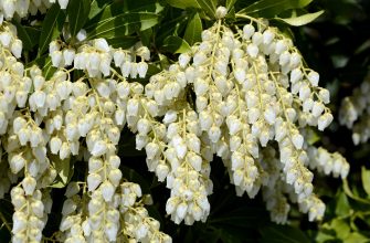 Pieris japonská