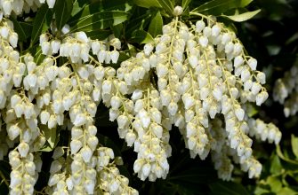 Pieris japonská