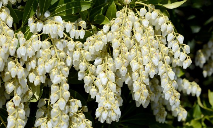 Pieris japonská