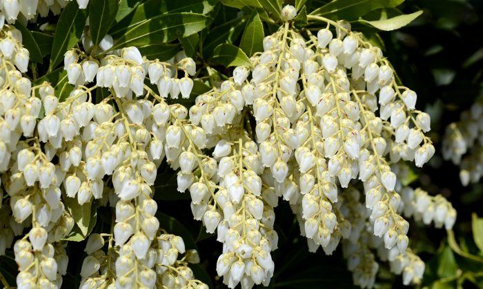 Pieris japonská