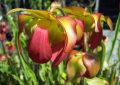 Sarracenia