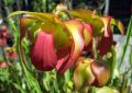 Sarracenia