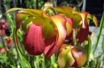 Sarracenia