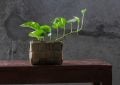 Pothos