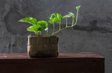Pothos
