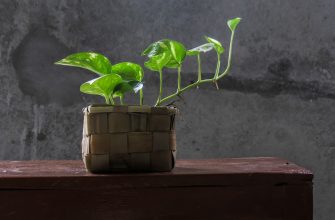Pothos