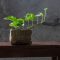 Pothos