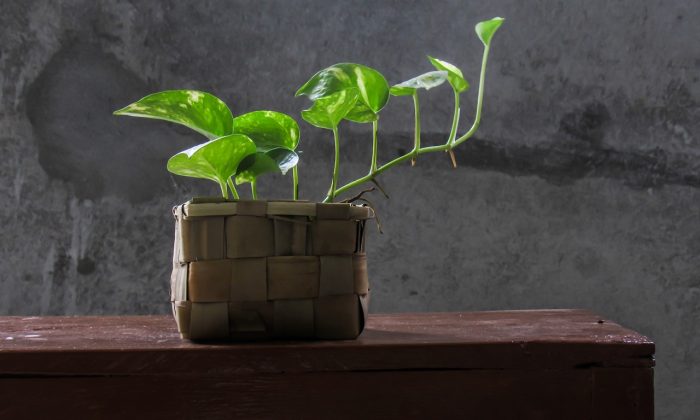 Pothos