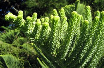 Araucaria