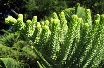 Araucaria
