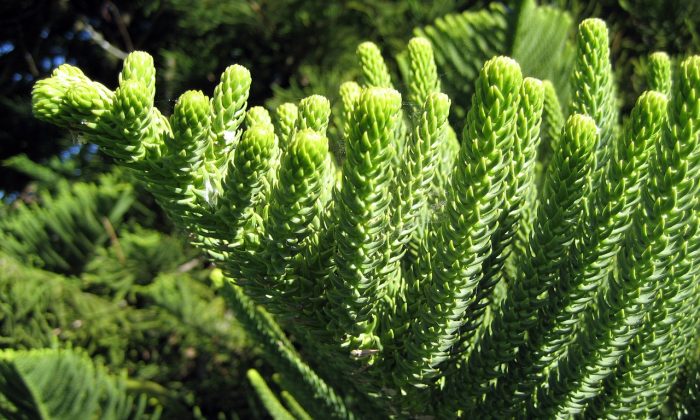 Araucaria