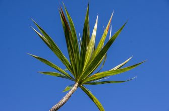 Dracaena