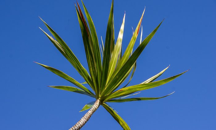 Dracaena