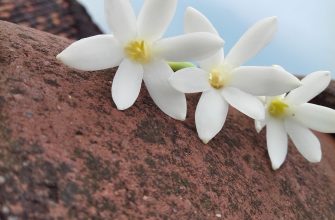 Stephanotis