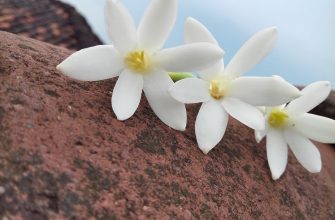 Stephanotis
