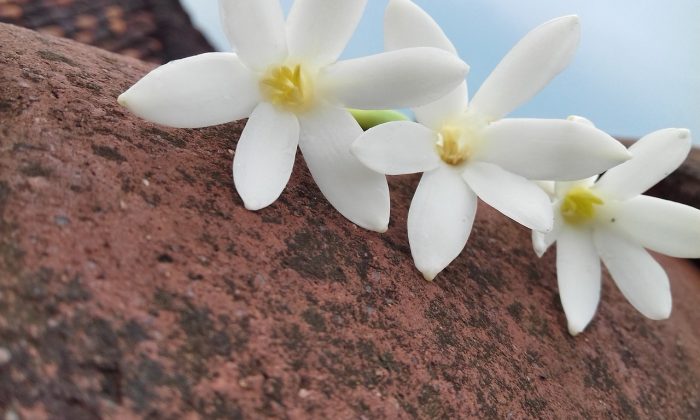 Stephanotis