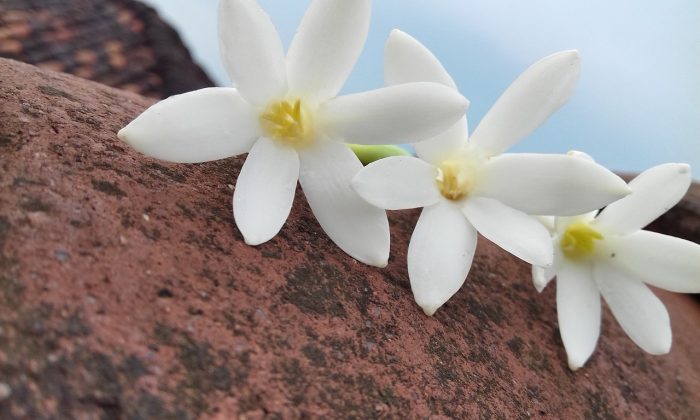 Stephanotis