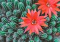 Kvetoucí kaktusy