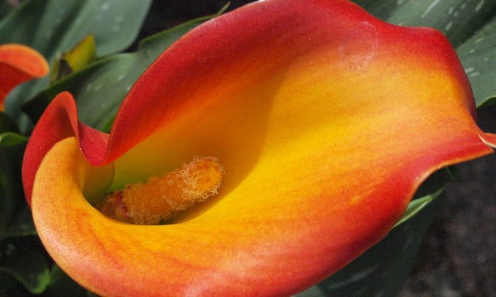 Zantedeschia