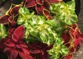 Coleus