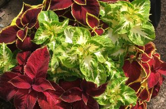 Coleus