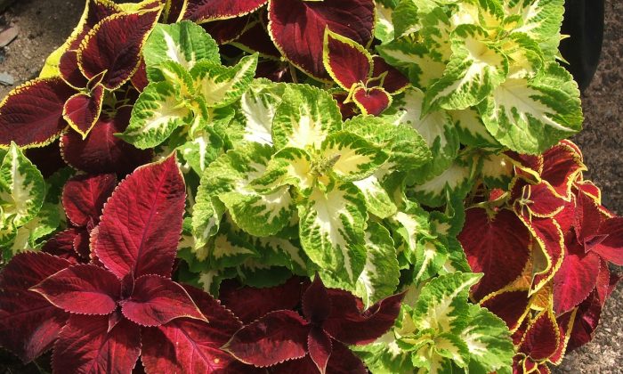 Coleus