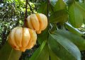 Garcinia cambogia