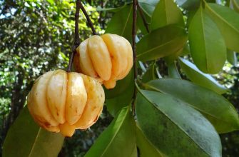 Garcinia cambogia