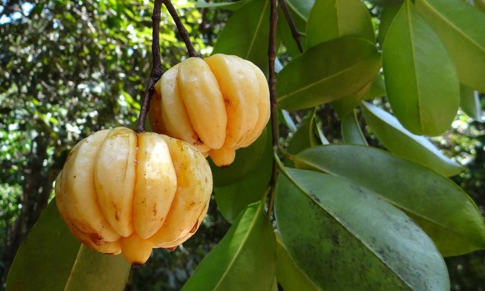 Garcinia cambogia