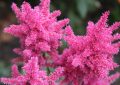 Astilbe