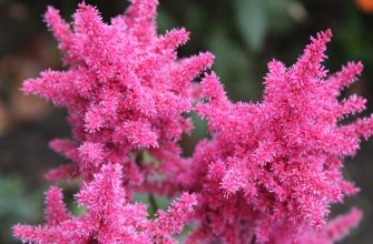 Astilbe