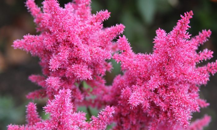 Astilbe