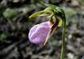 Calceolaria