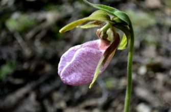 Calceolaria