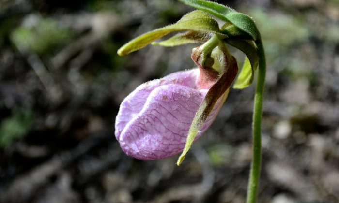 Calceolaria