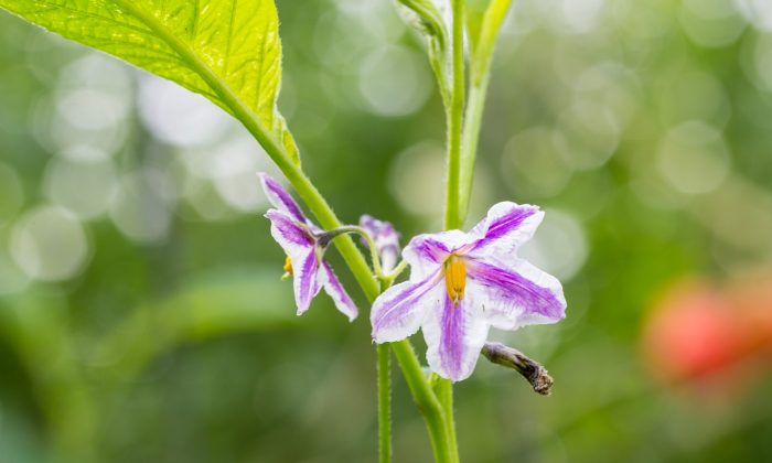 Pepino