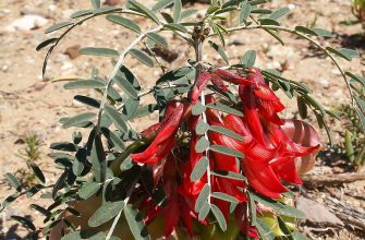 Sutherlandia frutescens