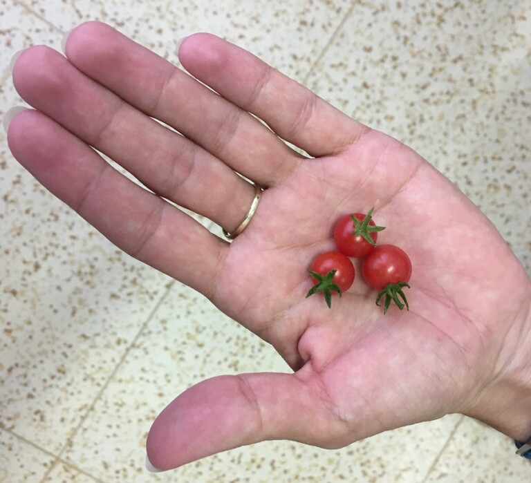 Znáte divoká rajčata? | Naše zahrada