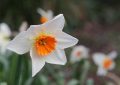 Narcis