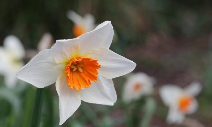 Narcis