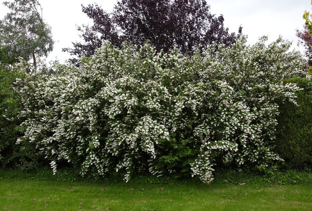 Deutzia