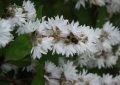 Deutzia