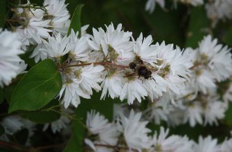 Deutzia