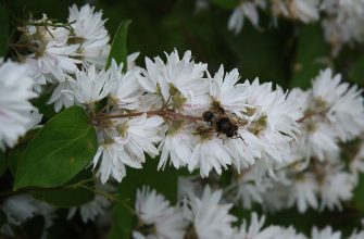 Deutzia