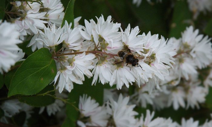 Deutzia